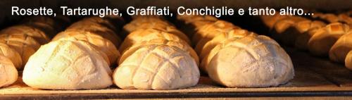 Rosette-Tartarughe-Graffiati-panini